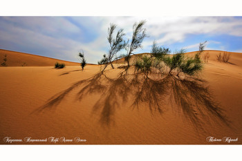 НАЦИОНАЛЬНЫЙ ЗАПОВЕДНИК АЛТЫН-ЭМЕДБ / Южный Казахстан. Национальный заповедник Алтын-Эмедь.