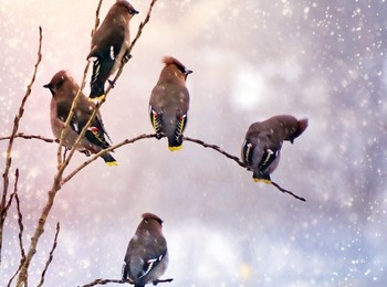 Удивленные птички / Птички так же удивлены возвращению зимы,как и коммунальные службы.