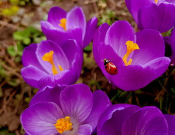 Как же я скучала по Весне.... / Моя весна, о как же я скучала...
И ты была мне так необходима.
Я без тебя совсем холодной стала,
Как-будто жизнь моя проходит мимо...
/Ирина Самарина-Лабиринт/