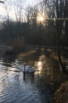 &nbsp; / Schwan im Sonnenaufgang