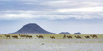 Гора &quot;Королева&quot; / Верблюды были одомашнены за 2000 лет до н. э. Это самые мощные вьючные и упряжные животные в условиях их распространения. В качестве тягловой силы используют верблюдов от 4 до 25 лет, они могут переносить до 50 % своего веса. Верблюд может проходить 30—40 км в день при дальних переходах[18]. Верблюд со всадником может проходить до 100 км в день, средняя скорость при этом составляет 10—12 км/ч[2]. Издавна верблюды использовались в армиях, со времён античности и средневековья, для перевозки грузов и всадников, непосредственно в бою использовались боевые верблюды в составе боевой кавалерии и индивидуально, зачастую с целью устрашения противника.
