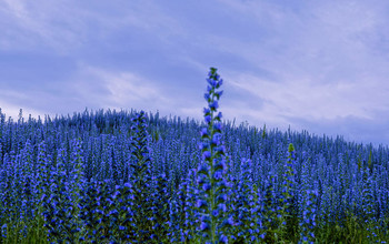 Расплескалась синева... / "Синева родного неба,
Синева цветов в лугах...
Ох! Сбежать к природе мне бы,
Утонув в красивых снах."