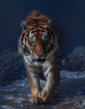 Великий тигр / Амурский тигр