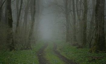 Дорога / Туманное утро