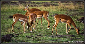 АНТИЛОПЫ ИМПАЛА / Кения. Национадьный парк Масаи Мара. Антилопы Импала.