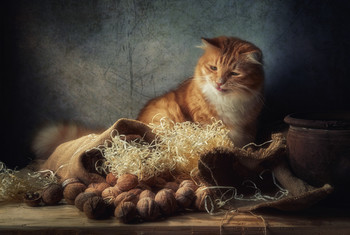 Кот и орехи / Предметная композиция с орехами и &quot;помогатором&quot; котом :)