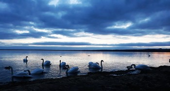Лебеди на озере в лучах заката... / … Ночное озеро сверкало отражением небесных сил