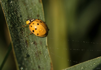 Раздутое самомнение... / 19-точечная (Азиатская) коровка (Harmonia axyridis)