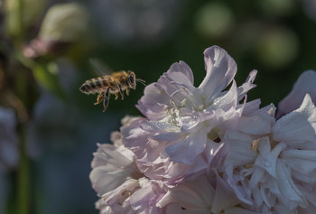 Пчелка / Живая природа