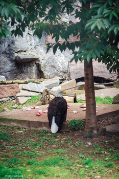 Белоголовый орлан / Белоголовый орлан