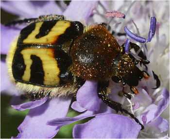 Восковик. / Восковик перевязанный - Trichius fasciatus. Один из примеров - мимикрии.Чтобы обезопасить себя приходиться быть &quot;похожим&quot; на шмеля.