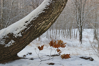 Про старое дерево... / ... которое, к сожалению, уже погибло во время московских ураганов...