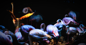 &nbsp; / Flamingos