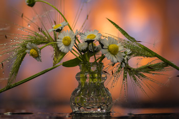  / Grupo de flores silvestres en cuarentena.