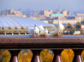 Московские голуби - на смотровой / Смотровая площадка на Воробьёвых горорах- вездесущие голуби