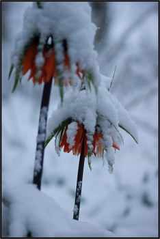 весна / снег в апреле, частое явление на Кавказе.