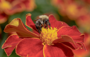 За работой / Шмель