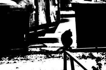 В той или иной форме / ЧБ.