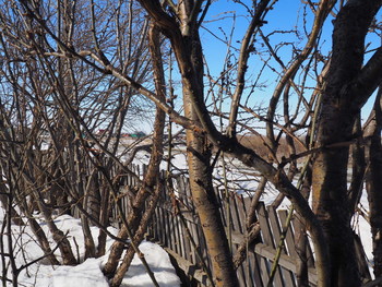 акации / акации в саду весной !!!!