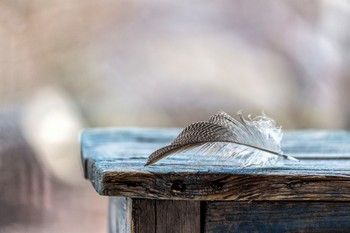 Перышко / ***