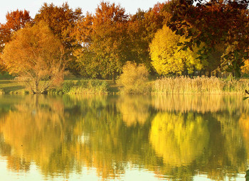 &nbsp; / Die Sonne ließ die Bäume am kleinen See in Gold erstrahlen, so schön kann ein Tag im Oktober sein