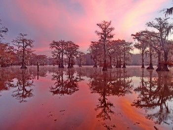 кипарисовый рассвет / болотные кипарисы на юге США