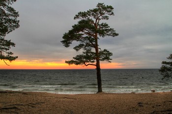 Сосна / Закат