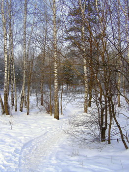 Зимний лес / Зима в лесу
