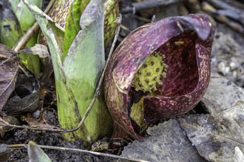 &nbsp; / These spring marsh flowers were all over the place