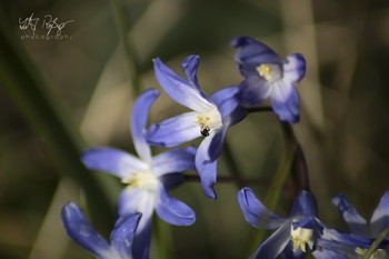 Nun ist der Frühling wirklich da! / Wildblumen am Wegesrand in Makro.