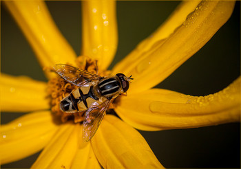 Маскировка / ***