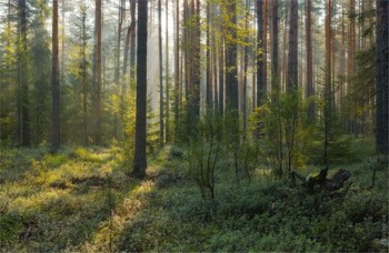 Весна в бору / &quot;Дышите полной грудью, господа...&quot;