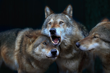 Волки в шоке - люди в намордниках / волки