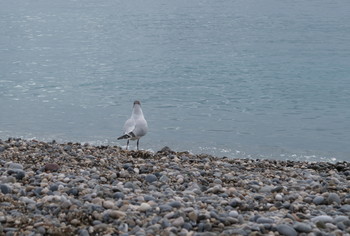 Почти, как Асоль / Пока никто не купается, чайки наслаждаются видом моря.