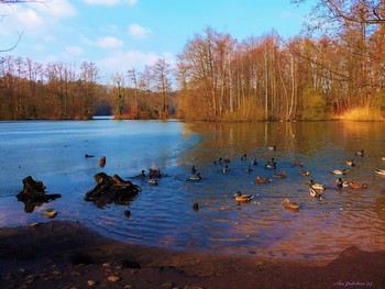 Außenmühlenteich Hamburg / Необыкновенно красивое место отдыха в Гамбурге Harburger Stadtpark &amp; Außenmühlenteich. Это искусственное озеро в районе Гамбург-Хагбург (Hamburg-Harburg) длиной около 1 км и шириной 250 метров. На южном и западном берегах озера находится гороской парк района Харбург, на восточном берегу озера раскинулся роскошный развлекательный комплекс MidSommerland с бассейнами, кафе, местом для гриля. Вокруг озера "дорога здоровья" для любителей бега, пеших и велосипедных прогулок составляет 5 км. Чайки, лебеди, гуси, канадские казарки, камышницы и лысухи обитают на этом озере. Подробнее в моем блоге: http://fotokto.ru/blogs/aussenmhlenteich-hamburg-harburg-32611.html

Смотрите слайд-шоу об этом парке:

Harburger Stadtpark &amp; Außenmühlenteich Hamburg :

https://www.youtube.com/watch?v=jbG7j-3WUNs&amp;t=15s
 
 Смотрите слайд-шоу об этом парке:

https://www.youtube.com/watch?v=cX90GjJAfHA