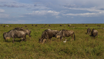 Антилопы Гну / Танзания