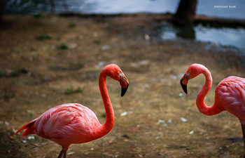 Розовый фламинго.. / Розовый фламинго..