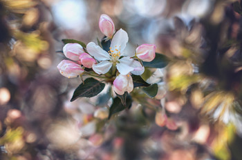 Цветение... / Flowering...