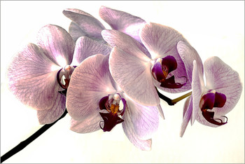 &nbsp; / Макросъёмка