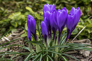 &nbsp; / This clump of purple crocus were absolutely gorgeous in the sun