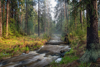 В весеннем лесу / Уральская природа