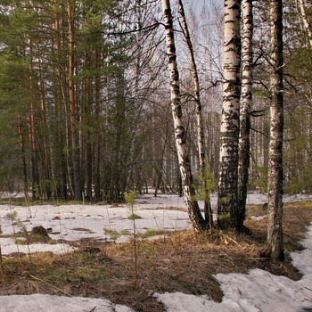 В весеннем лесу. / Томская область.