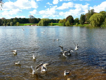 Stadtpark Hamburg / Городской парк Гамбурга - чудесное место отдыха с великолепными цветущими деревьями, тенистыми аллеями и солнечными полянками, лодочной станцией, где можно арендовать лодку и совершить прогулку по озеру, увидеть прекрасные скульптуры, полюбоваться лебедями и другими обитателями парка, насладиться общением с природой и красотой. Смотрите слайд-шоу об этом парке:
https://www.youtube.com/watch?v=FKUA4kQdSRU
Слайд-шоу &quot;Парк цветов летом&quot;

https://www.youtube.com/watch?v=glVWjqRqZr0

Слайд-шоу &quot;Парк цветов весной&quot;

https://www.youtube.com/watch?v=kJVKlWcQxCg

Слайд-шоу &quot;Парк цветов осенью&quot;

https://www.youtube.com/watch?v=_Q7gRXGUa5A

Слайд-шоу &quot;Розы&quot;

https://www.youtube.com/watch?v=2jSTxDgGqsI

Слайд-шоу &quot;Цветы&quot;

https://www.youtube.com/watch?v=JYadETNgWMY

&quot;Парки&quot;: http://fotokto.ru/id156888/photo?album=75053# «Пейзаж»: http://fotokto.ru/id156888/photo?album=76852
«Мой Гамбург»: http://fotokto.ru/id156888/photo?album=62940 Альбом &quot;Птицы&quot;
http://fotokto.ru/id156888/photo?album=66725