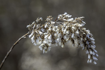 &nbsp; / This beautiful weed head captured my attention with its delicate beauty