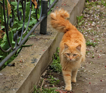 Мы, рыжие, такие.... пышнохвостые... / ***