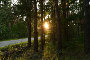 вечерний лес / летний лес в свете уходящего дня