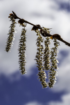 &nbsp; / These seed pods were hanging high on this bush but were very pretty