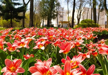 Весна наступает / Тюльпаны и нарциссы – оранжево-золотистая буря весны