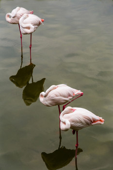 Фламинго / розовые фламинго спящие