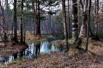 Весенний вечер. / Томская область.